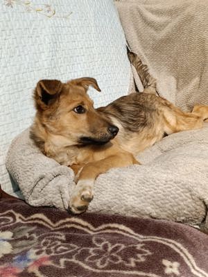 Tonya - sehr liebe Hündin sucht ein Für - immer- zuHause Bild 4