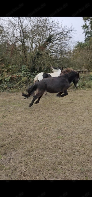 Pflegebeteiligung für Pony gesucht