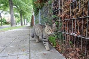 Vermisste Katze: Unser Kenny Bild 3