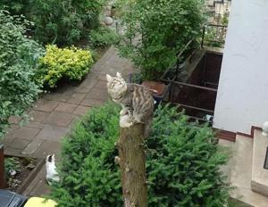 Vermisste Katze: Unser Kenny Bild 5