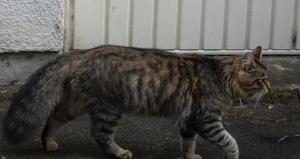 Vermisste Katze: Unser Kenny Bild 6