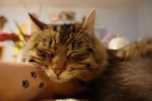 Vermisste Katze: Unser Kenny Bild 8