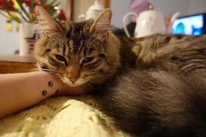 Vermisste Katze: Unser Kenny Bild 7