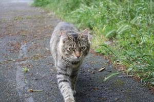 Vermisste Katze: Unser Kenny Bild 2