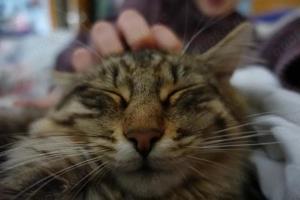 Vermisste Katze: Unser Kenny Bild 9