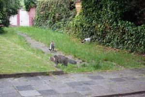 Vermisste Katze: Unser Kenny Bild 4