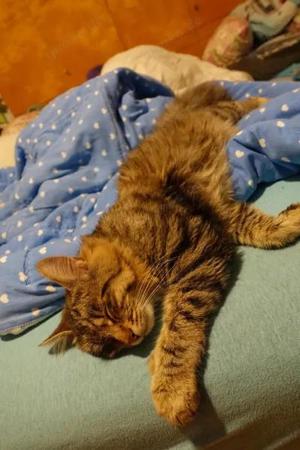 Vermisste Katze: Unser Kenny Bild 10