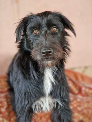 Igor ist verkuschelt und mag Hunde und Katzen