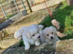 Malteser Bichon Welpen "Kleiner Teddy" aus Hobbyzucht