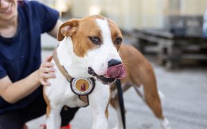 Bennett sucht ein Zuhause Bild 2