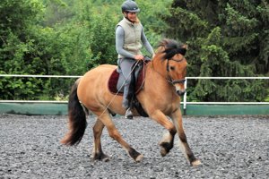 mobiler Reitunterricht   mobiles Pferdetraining, Verladetraining