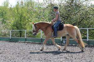 mobiler Reitunterricht (auch online)   mobiles Pferdetraining, Verladetraining