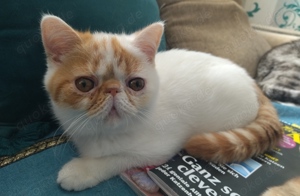Exoticshorthairkater zu verkaufen