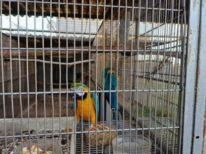 Zuchtpaar Gelbbrustaras 