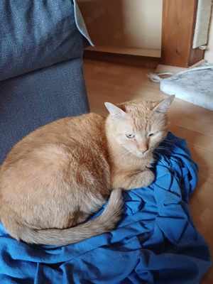 Hübscher Dio sucht ein neues Zuhause