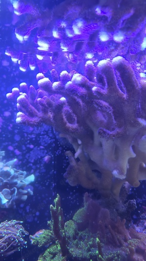 Stylophora Milka SPS