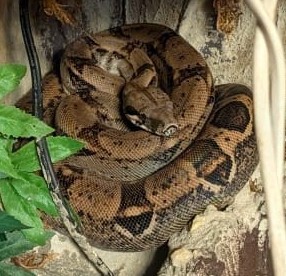Zwei Boas mit Terrarium suchen neues Zuhause 