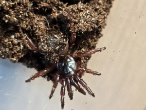 2x Vogelspinne Cyclocosmia latusicosta 0.1