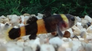 Goldringelgrundel