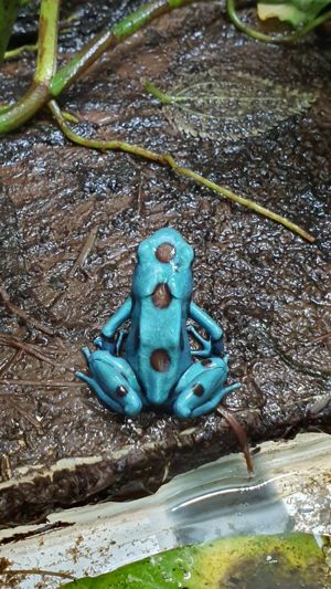 Nachzuchten Dendrobaten Dendrobates Pfeilgiftfrösche Frösche abzugeben Bild 8