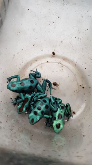 Nachzuchten Dendrobaten Dendrobates Pfeilgiftfrösche Frösche abzugeben Bild 7