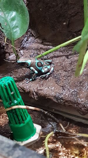 Nachzuchten Dendrobaten Dendrobates Pfeilgiftfrösche Frösche abzugeben Bild 9