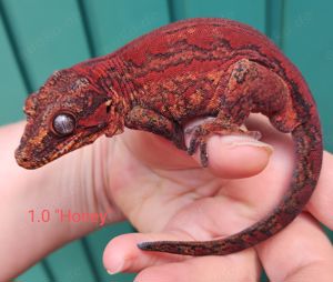 Rhacodactylus auriculatus (Höckerkopfgeckos) für u.a. HAMM
