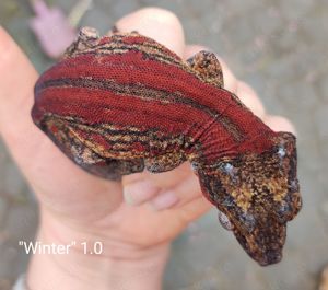 Rhacodactylus auriculatus (Höckerkopfgeckos) für u.a. HAMM Bild 9