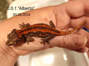 Rhacodactylus auriculatus (Höckerkopfgeckos) für u.a. HAMM Bild 10