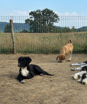Zander sucht ein ruhiges Zuhause in dem er endlich Vertrauen fassen kann