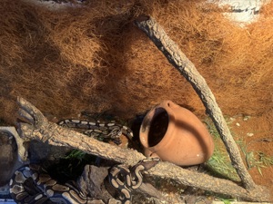 Zwei Königspythons mitsamt Terrarium abzugeben
