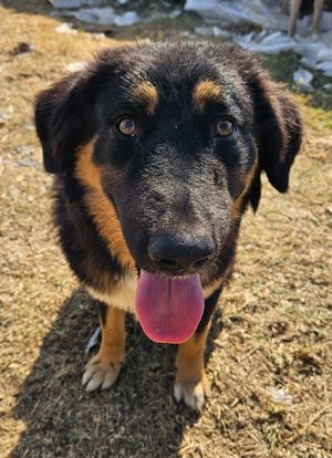 Rubeus Hagrid, geb. ca. 12 2023, lebt in GRIECHENLAND, im städt. Tierheim Serres  Bild 10