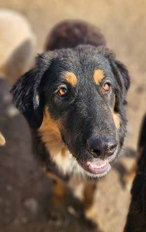 Rubeus Hagrid, geb. ca. 12 2023, lebt in GRIECHENLAND, im städt. Tierheim Serres  Bild 7
