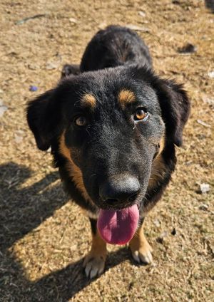 Rubeus Hagrid, geb. ca. 12 2023, lebt in GRIECHENLAND, im städt. Tierheim Serres  Bild 9