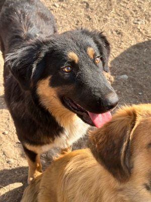 Rubeus Hagrid, geb. ca. 12 2023, lebt in GRIECHENLAND, im städt. Tierheim Serres  Bild 2