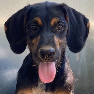 Keno, geb. ca. 03 2023, lebt in GRIECHENLAND, im städt. Tierheim Serres 