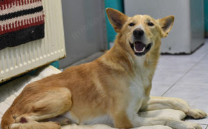 Ein großes Herz für Rollihund Peco gesucht Bild 10