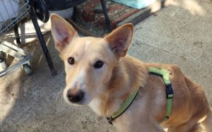 Ein großes Herz für Rollihund Peco gesucht Bild 8