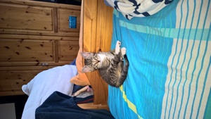 Europäische Kurzhaarkatzen, Tigerkatzen an Katzenfreunde zu vermitteln