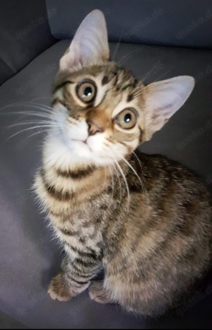 Bengal Kitten Kätzchen 