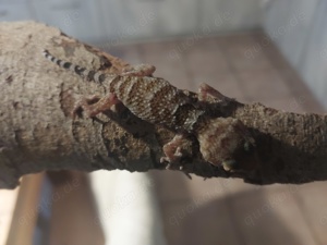 ab Mitte 2025 Goldaugengeckos   Chondrodactylus pulitzerae Bild 2
