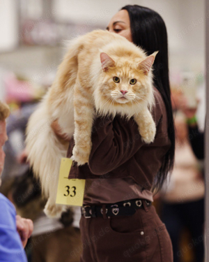 Deckkater Maine Coon   Internationaler Champion