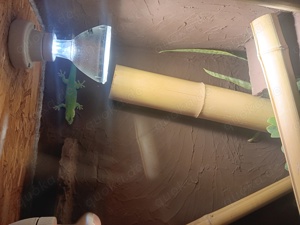 Madagaskar Taggecko Phelsuma grandis 