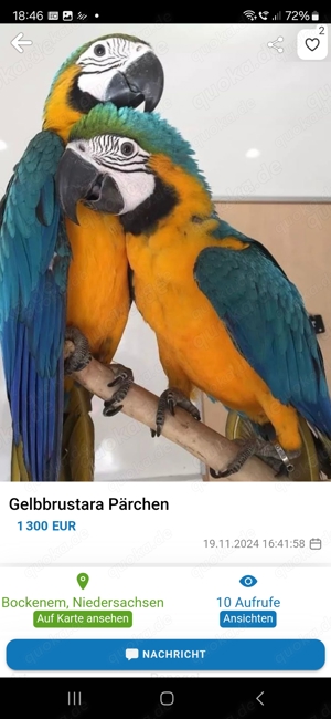 Gelbbrustara Paar 