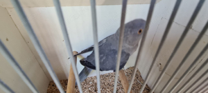 Halsbandsittiche 2024 in Gelb und Mauve 