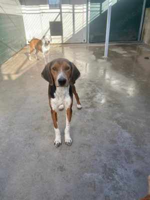 Dan Posavski Gonic Mischling Rüde sucht Zuhause oder Pflegestelle Bild 6