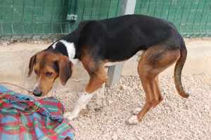 Dan Posavski Gonic Mischling Rüde sucht Zuhause oder Pflegestelle Bild 4