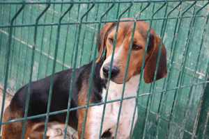 Dan Posavski Gonic Mischling Rüde sucht Zuhause oder Pflegestelle Bild 2