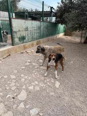 Dan Posavski Gonic Mischling Rüde sucht Zuhause oder Pflegestelle Bild 5