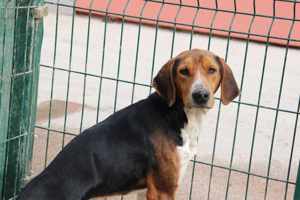 Dan Posavski Gonic Mischling Rüde sucht Zuhause oder Pflegestelle Bild 3